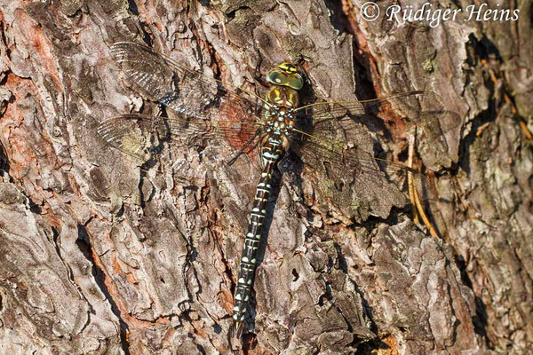 Aeshna subarctica, Hochmoor-Mosaikjungfer, Männchen