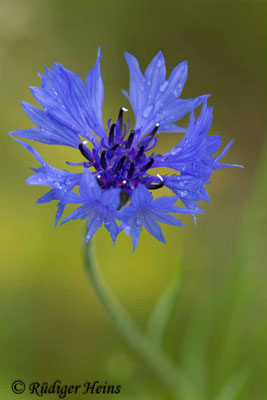 Centaurea cyanus (Kornblume), 11.6.2019