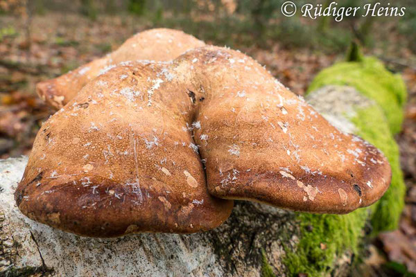 Fomitopsis betulina (Birkenporling), 25.01.2021