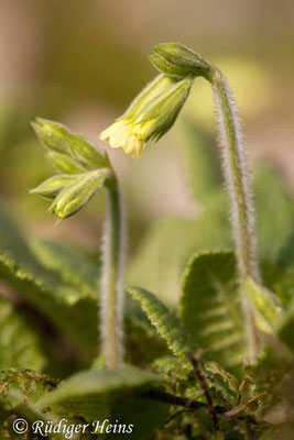 Primula elatior (Hohe Schlüsselblume), 25.3.2012