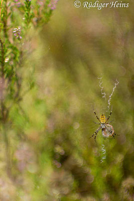Argiope bruennichi (Zebraspinne, Wespenspinne)