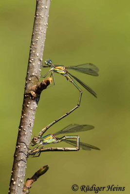 Chalcolestes viridis (Westliche Weidenjungfer) Eiablage, 22.8.2018