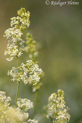 Galium mollugo (Wiesen-Labkraut), 23.6.2022