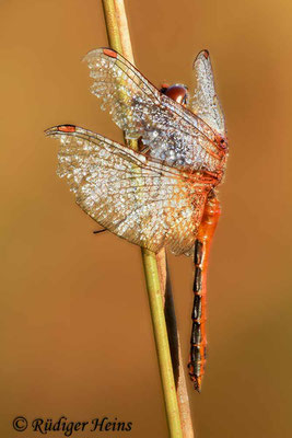 Sympetrum flaveolum (Gefleckte Heidelibelle) Männchen, 19.9.2018 (Stack aus 29 Einzelaufnahmen)