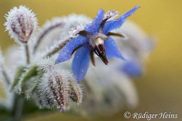 Borretsch (Borago officinalis), 24.10.2021 - Makroobjektiv 100mm f/2.8