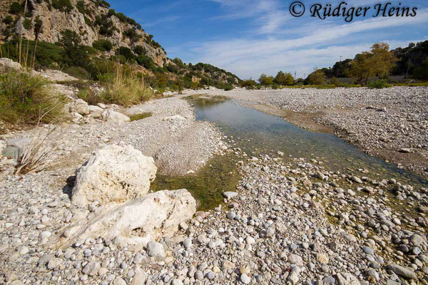 Orthetrum taeniolatum (Zierlicher Blaupfeil) Habitat auf der Insel Rhodos, 27.10.2015