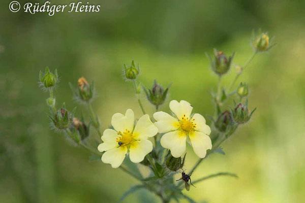 Potentilla recta (Hohes Fingerkraut), 7.7.021