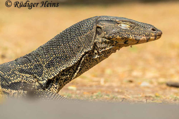 Bindenwaran (Varanus salvator), 25.01.2023 - Panasonic DMC-FZ 1000