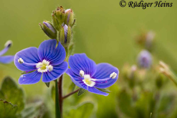 Veronica chamaedrys (Gamander-Ehrenpreis), 10.5.2020