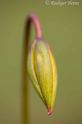 Tulipa sylvestris (Wilde Tulpe), 26.4.2023