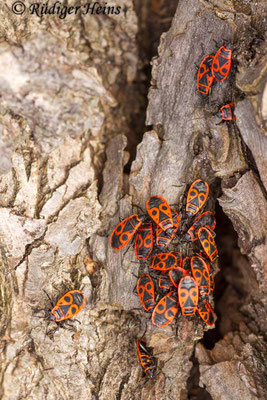 Pyrrhocoris apterus (Gemeine Feuerwanze)