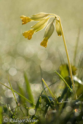Primula veris (Echte Schlüsselblume), 27.4.2024