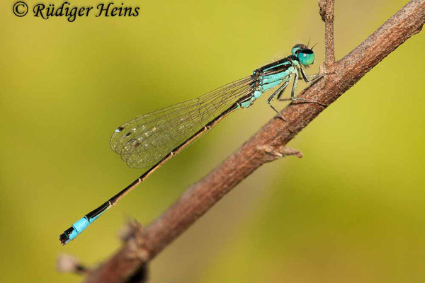 Ischnura graellsi (Spanische Pechlibelle) Männchen, 15.7.2011