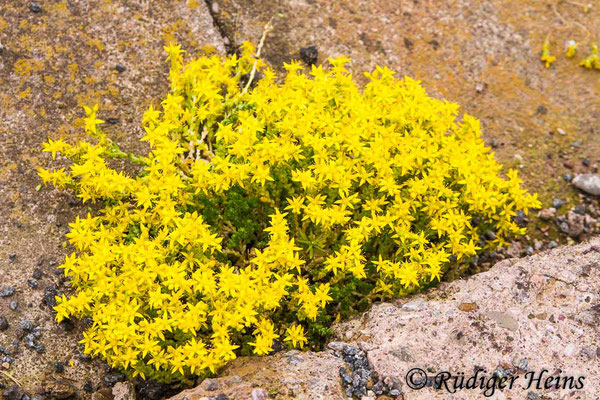Sedum acre (Scharfer Mauerpfeffer), 15.6.2012