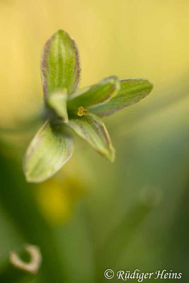 Gagea lutea (Wald-Gelbstern), 28.3.2020