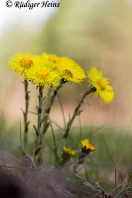 Tussilago farfara (Huflattich)