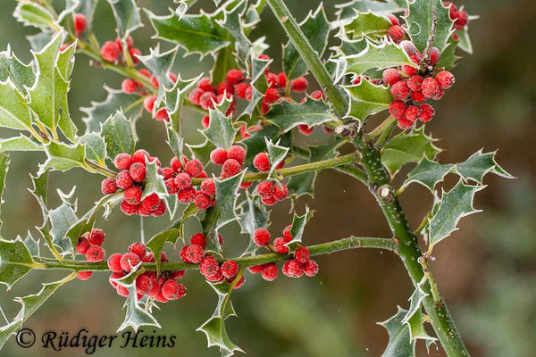 Ilex aquifolium (Europäische Stechpalme), 24.12.2009