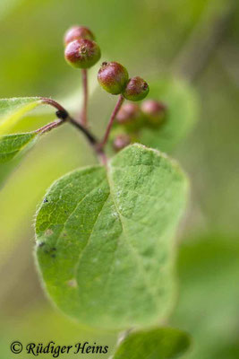 Lonicera xylosteum (Rote Heckenkirsche), 19.6.2023