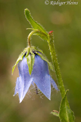 Campanula barbata (Bärtige Glockenblume), 22.7.2006