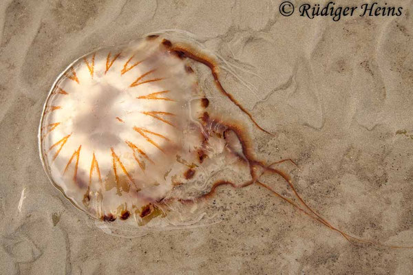 Chrysaora hysoscella (Kompassqualle)
