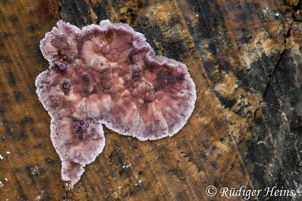 Chondrostereum purpureum (Violetter Knorpelschichtpilz), 23.11.2024