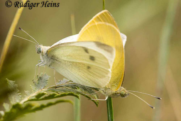 Pieris brassicae (Großer Kohlweißling) Paarung, 218.2020