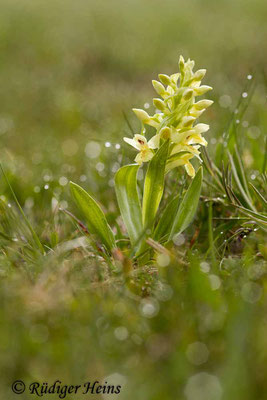 Dactylorhiza sambucina (Holunder-Fingerwurz), 1.5.2015