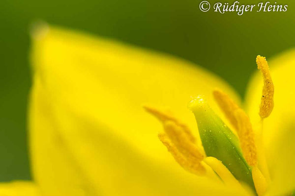 Tulipa sylvestris (Wilde Tulpe), 28.4.2024