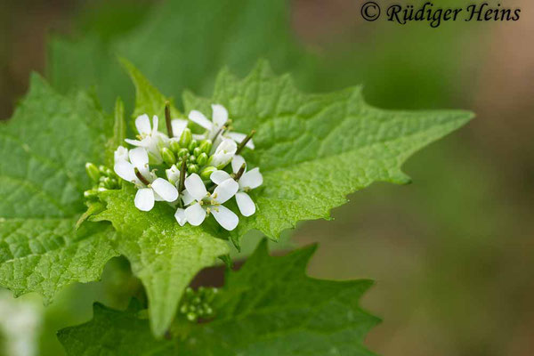 Alliaria petiolata (Knoblauchsrauke), 26.4.2019
