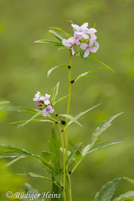 Cardamine bulbifera (Zwiebel-Zahnwurz), 4.5.2022