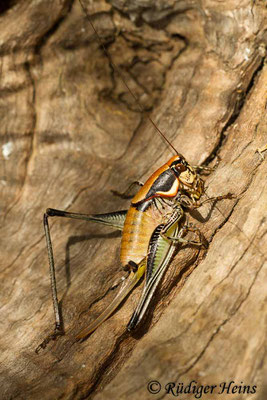 Eupholidoptera smyrnensis Weibchen, 17.5.2015