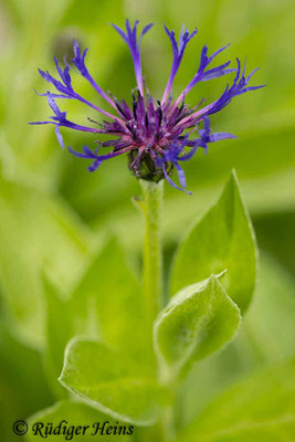 Cyanus montanus (Berg-Flockenblume), 29.4.2024