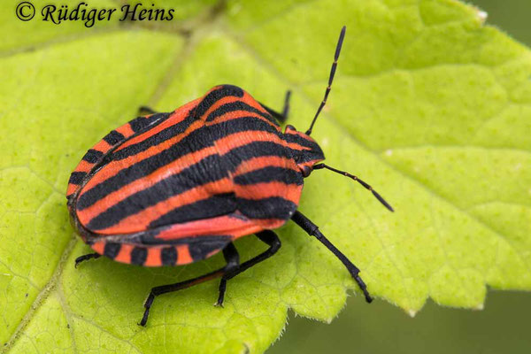 Graphosoma lineatum (Streifenwanze), 20.8.2021