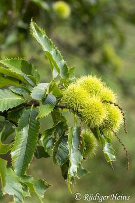 Castanea sativa, Edelkastanie