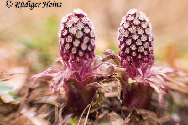 Petasites hybridus (Gewöhnliche Pestwurz)