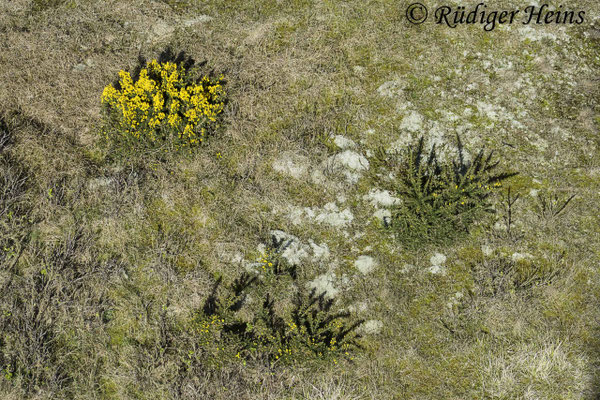Ulex europaeus (Stechginster)