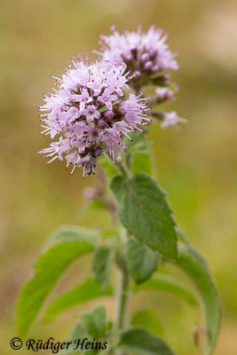 Mentha aquatica (Wasserminze), 2.8.2019