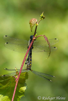 Leucorrhinia albifrons (Östliche Moosjungfer) Paarung, 24.6.2022