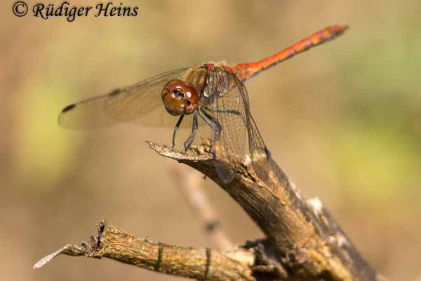 Sympetrum striolatum (Große Heidelibelle) Männchen, 20.9.2024