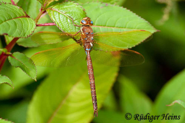 Aeshna grandis, Braune Mosaikjungfer, Männchen