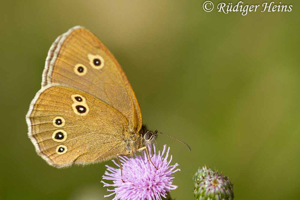 Aphantopus hyperantus (Brauner Waldvogel), 14.7.2016