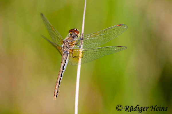 Sympetrum flaveolum (Gefleckte Heidelibelle) Weibchen, 2.8.2008