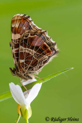 Araschnia levana (Landkärtchen, Frühjahrsform), 27.5.2010