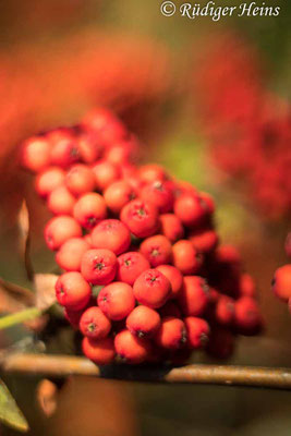 Sorbus aucuparia (Vogelbeere oder Eberesche), 24.7.2022