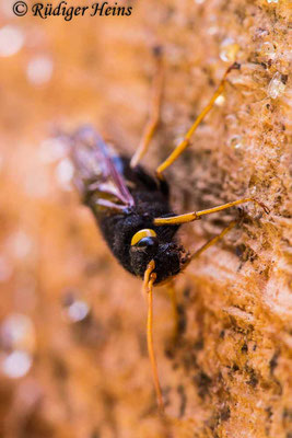 Urocerus gigas (Riesenholzwespe), 18.6.2021