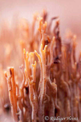 Korallenpilz (Ramaria sp.), 30.11.2019