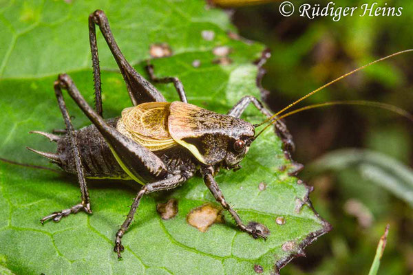 Pholidoptera aptera (Alpen-Strauchschrecke) Männchen, 12.8.1993 (Scan vom Dia)