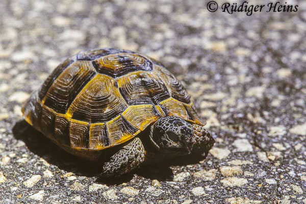 Testudo graeca (Maurische Landschildkröte), 7.6.2001 (Scan vom Dia)