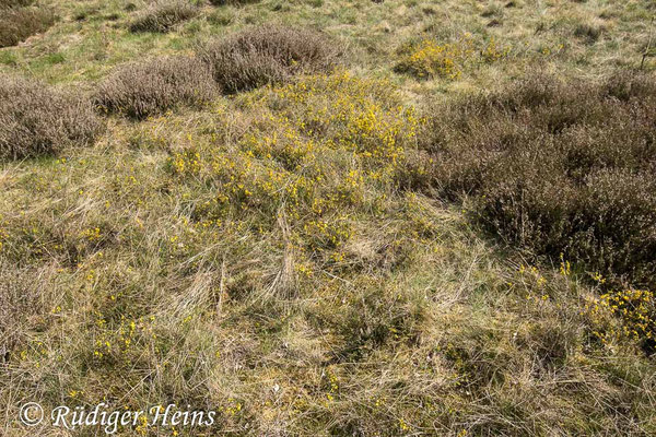 Genista anglica (Englischer Ginster)