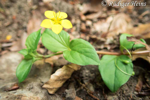 Lysimachia nemorum (Hain-Gilbweiderich), 29.6.2022